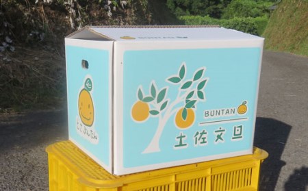 浜田農園 土佐文旦 10kg 家庭用 文旦