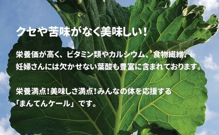冷凍カットケール まんてんケール 野菜 冷凍カットケール【冷凍】