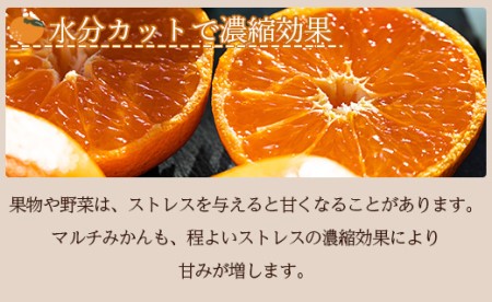 【2027年1月中旬より順次配送】献上みかん「倭香(わか)」2.8kg みかん be-0105