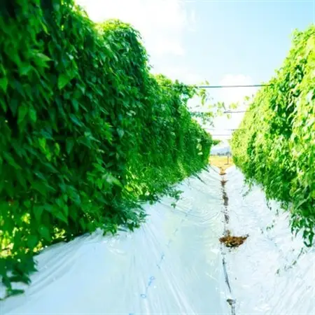 【先行予約】山薫る自然薯 一本物700g以上【配送不可地域：離島】【1475176】