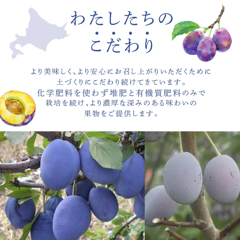 プルーン 1kg 北海道 産地直送 冷蔵 プルーン 生 秋