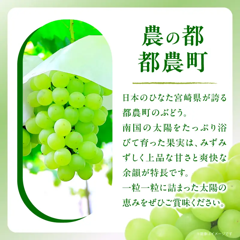 ≪期間限定≫都農町産ハニービーナス(計2kg) ぶどう フルーツ 果物 デザート 国産_T015-0035