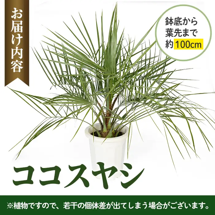 観葉植物 ココスヤシ 鉢底より高さ約100cm 観葉植物 【kurk PLANT LEATHER】 i906