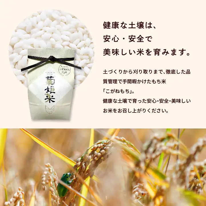 米 もち米5kg（ 高級ブランドもち米こがねもち使用）【ADATARAふぁーむ】