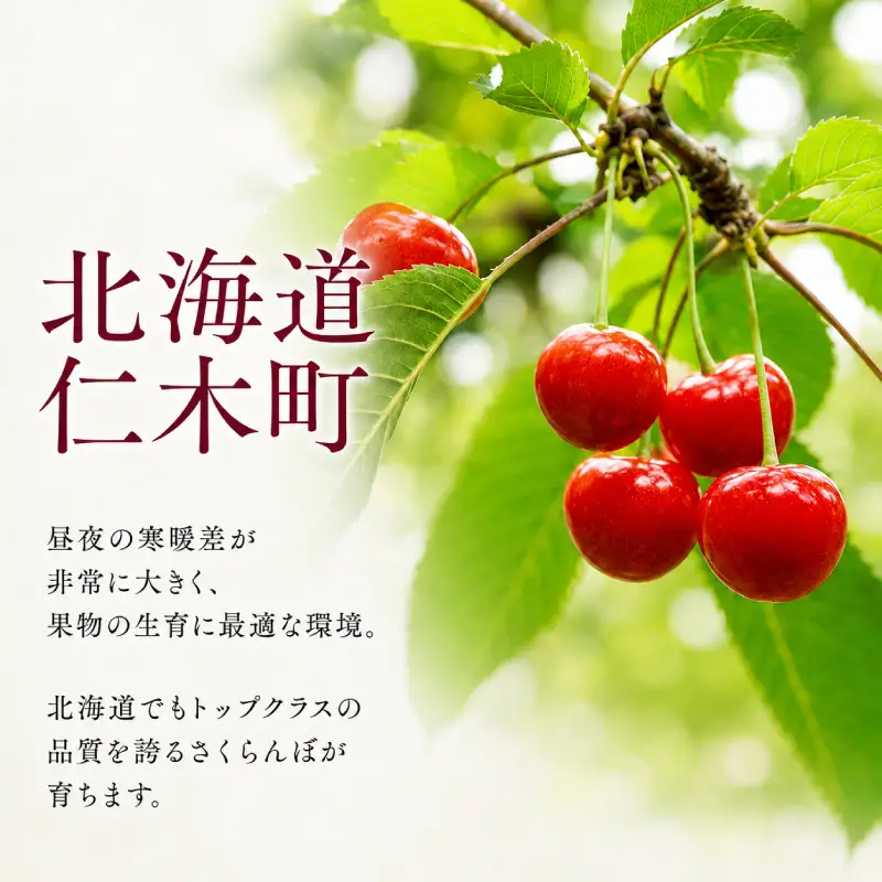 さくらんぼ 500g 佐藤錦 M-L混合 サクランボ