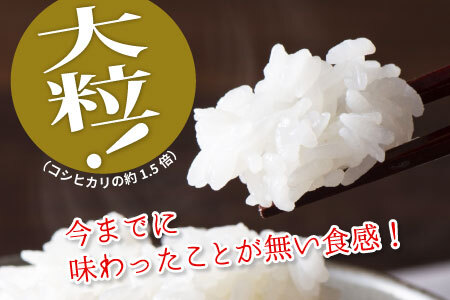 お好みに合わせて精米！ 令和6年産 いのちの壱 玄米 約6kg 新米 先行予約 お米 ご飯 10000円 一万円