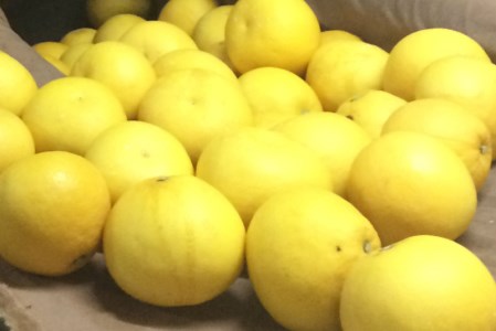 広畑農園 土佐文旦 10kg 文旦