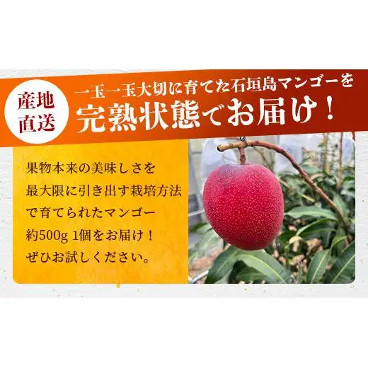 最高糖度20度！？ 完熟の極！3Lサイズ 石垣島マンゴー 1玉入り約400g《2027年6月中旬順次発送》【贈答向け】