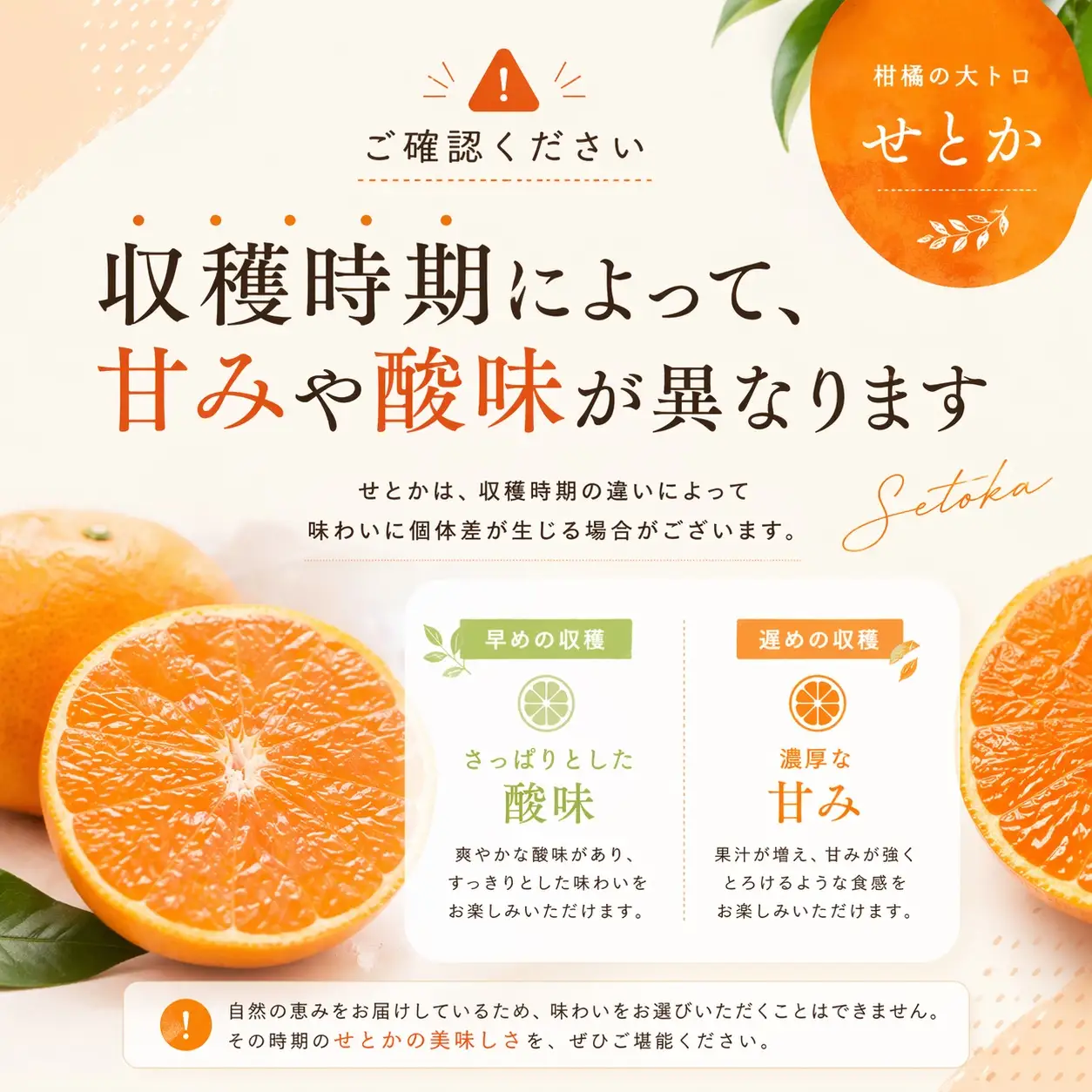 せとか 橋本農園のせとか 3kg【mht011A】