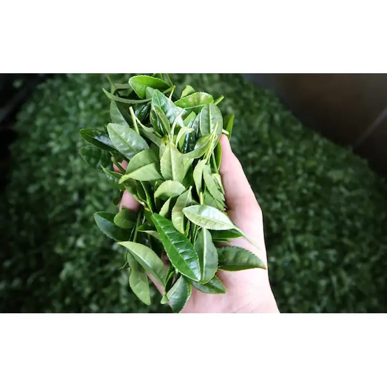 厳選ティーバッグ3缶詰め合わせ(棒ほうじ茶/和紅茶/深蒸し茶） 日本茶専門店厳選 お茶 芳ばしい香り ほのかな甘み 日本茶 香り高い 優しい味わい まろやか 旨味 