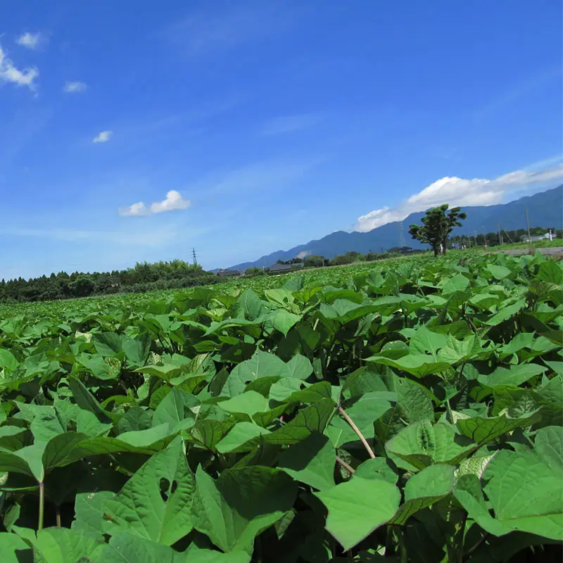 1349 芋焼酎 『小鹿』 一升瓶 2本 KN021-011-01 酒 アルコール