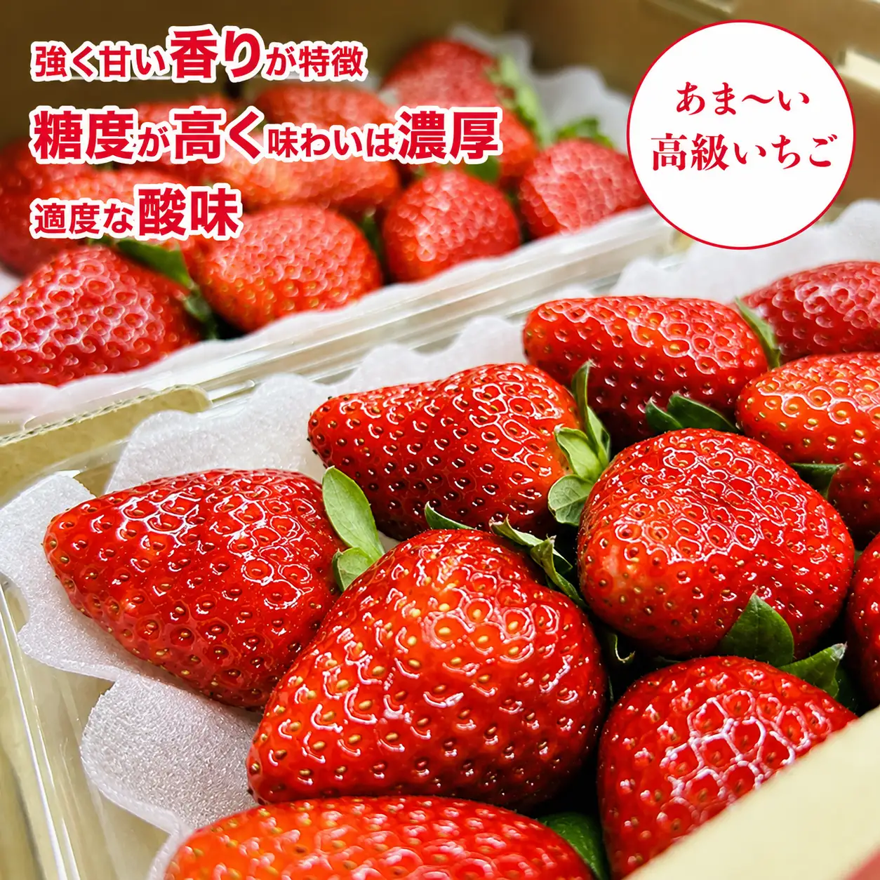 【先行予約】いちご 古都華 250g×２パック ことか いちご