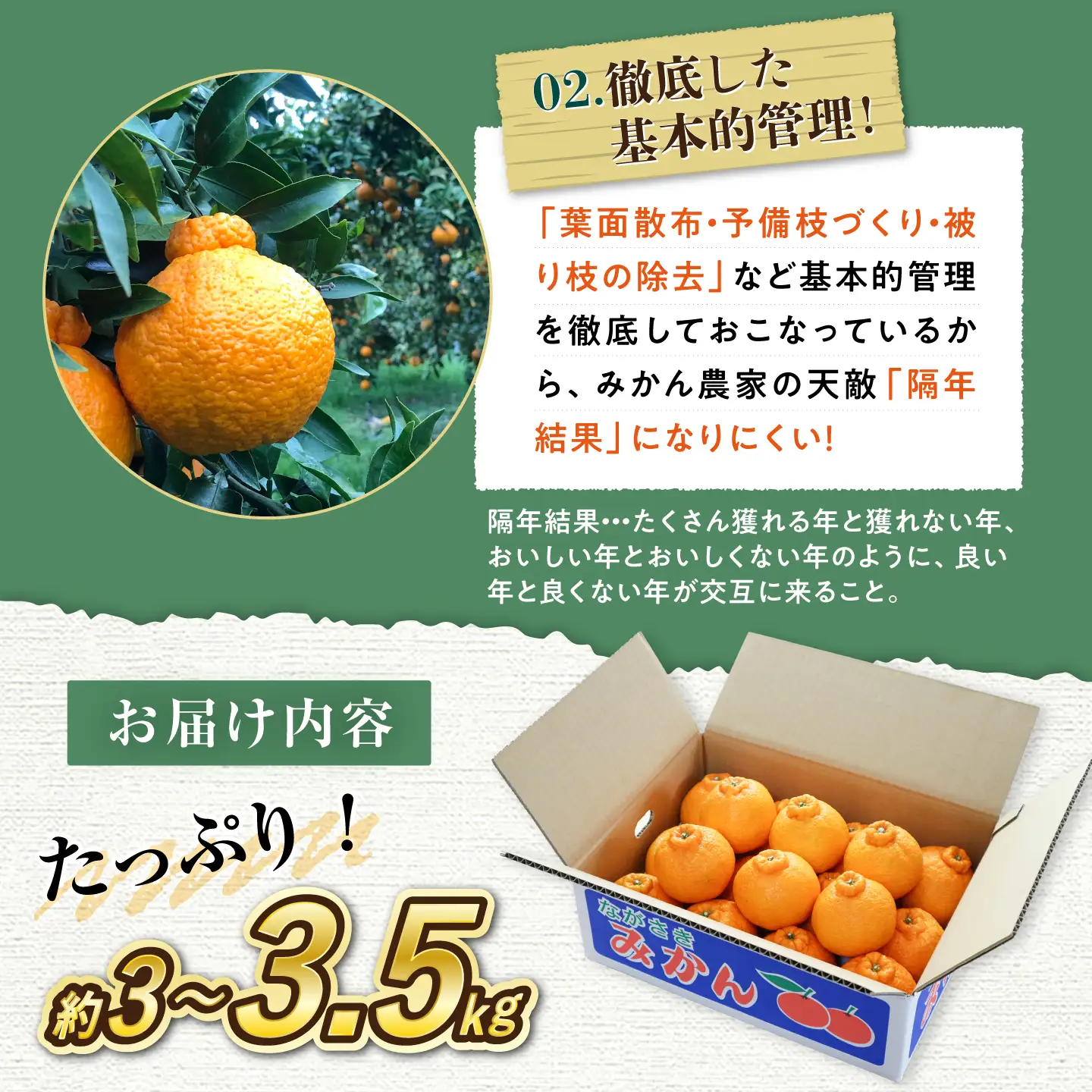 不知火 約3kg～3.5kg CCT009 不知火