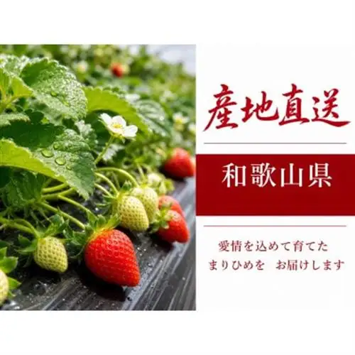紀州和歌山ブランドいちご「まりひめ」約250g×4P【配送不可地域：離島・北海道・沖縄県】【1343153】