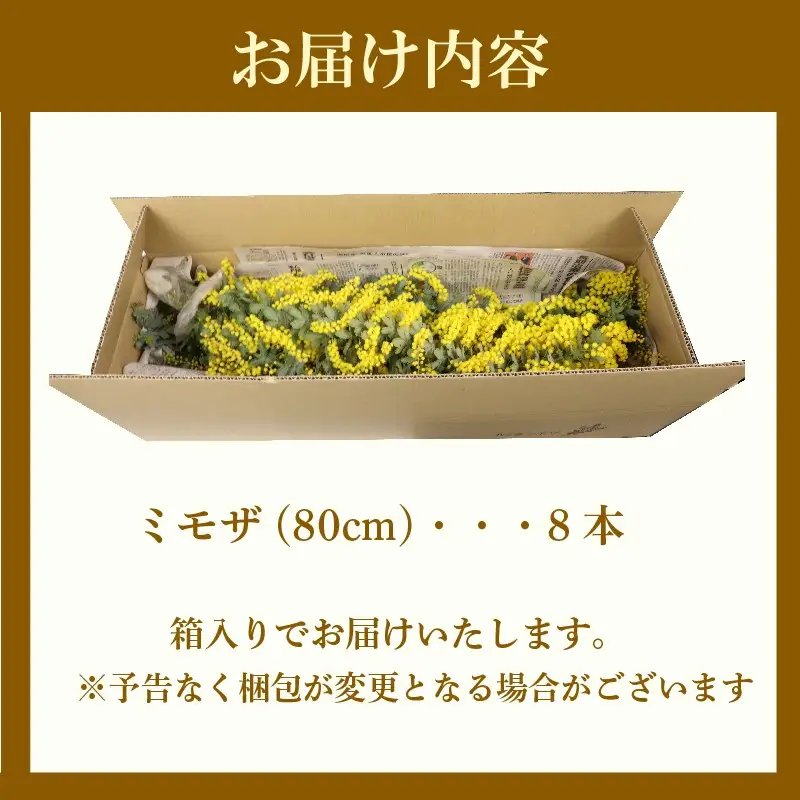 牧之原産 ミモザ切り花 80cm×8本 手作り 緑王園芸 お花 観葉 静岡県 牧之原市 