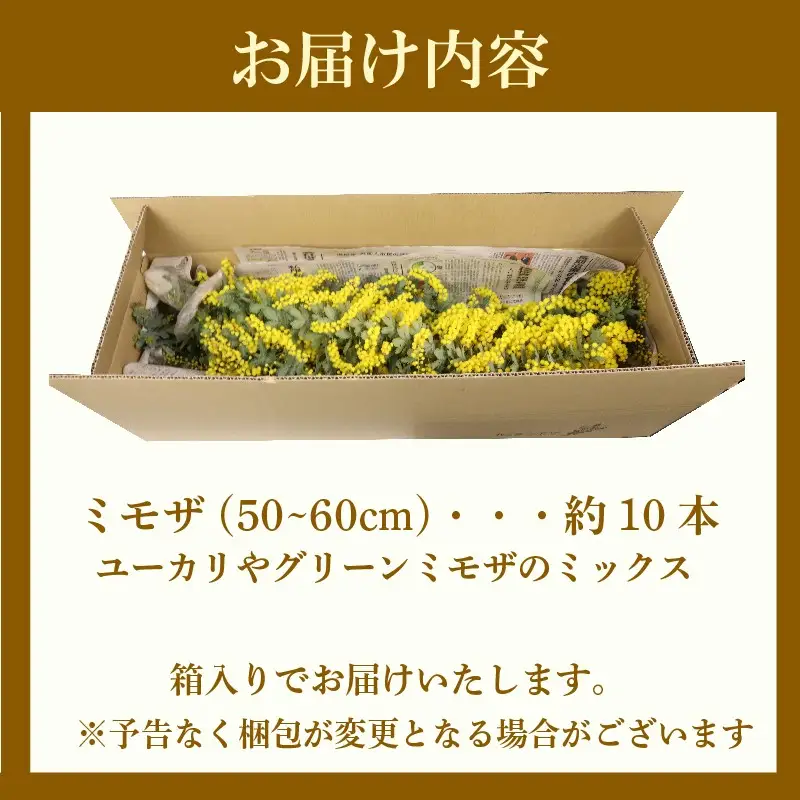 牧之原産 ミモザ・ユーカリ切り花ボリュームセット 手作り 緑王園芸 お花 観葉 静岡県 牧之原市 
