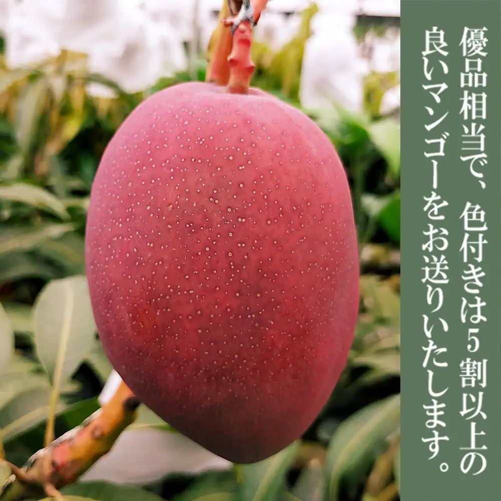 2027年発送【75マンゴー生産部会】 75（名護）マンゴー　約1kg
