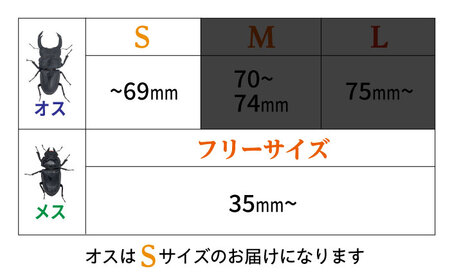 オオクワガタ ペア (Sサイズ)　糸島市 / 糸島クワガタの森 昆虫 ペット [AUN002]