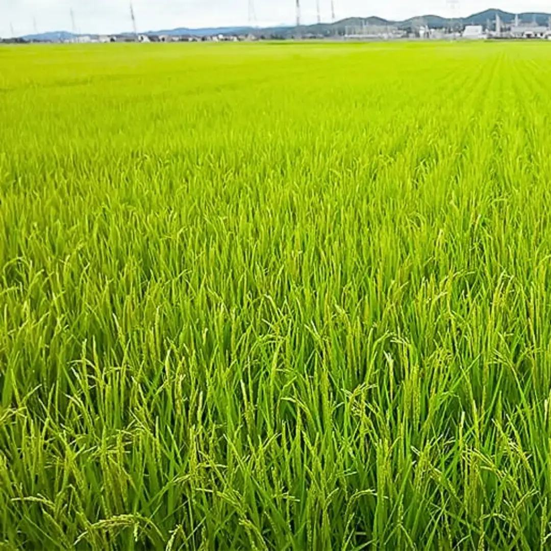 先行予約 新潟県産 コシヒカリ 5kg 2026年産 白米 コシヒカリ [飯塚農園] 