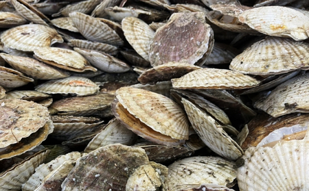 【枝幸ほたて】甘みたっぷり！冷凍ほたて貝柱500g（4Sサイズ）山武水産 【 冷凍 貝柱 刺身 大 魚介 海 帆立 魚貝類 ホタテ 北海道 オホーツク 枝幸 】