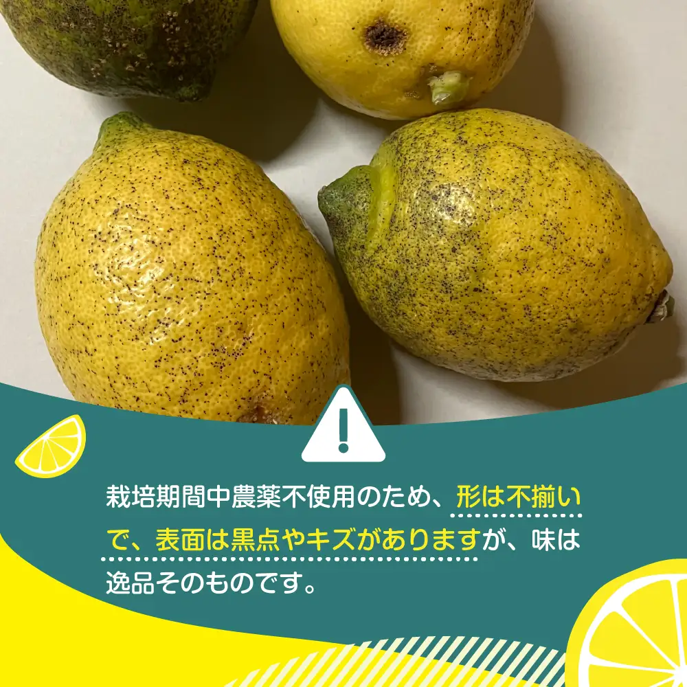 【先行受付】【2026年11月上旬～発送】【訳あり】希少な国産オーガニックレモン4.0kg【栽培期間中農薬不使用】 ku026-005-26