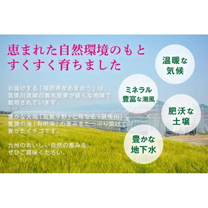 福岡県産あまおう 約270g×2パック 朝採りイチゴ 農家直送 苺専用パッケージでお届け
