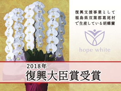 【９月発送分】コチョウラン３本立て【鴻巣花き市場品評会で最高賞受賞】