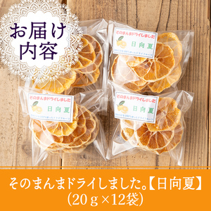 isa567 ドライフルーツ日向夏「そのまんまドライしました。」(計12袋・各20g) ドライフルーツ 日向夏 砂糖不使用 小分け 手づくり ギフト 加工食品 果物 フルーツ ハンドメイド ギフト【薩摩美食倶楽部】