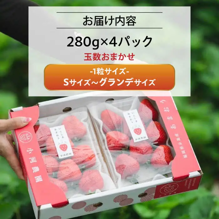 【先行受付】農家直送！ 糸島産 完熟あまおう 280g×4パック (S-Gサイズ)【2027年1月以降順次発送】 糸島市 / 小河農園 フルーツ いちご 苺 [AJN004]