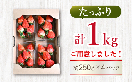 【先行予約】 訳あり ゆめのかいちご 計1kg [CDR001] いちご