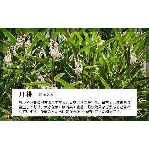 「月桃の苗」大1株　OI-14