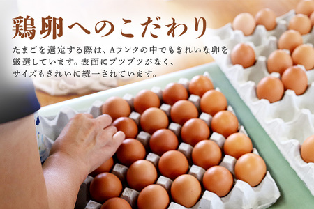 鶏卵60個（55個＋補償5個）入り化粧箱 【2ヶ月定期便】 鶏卵 60個 化粧箱入り 卵 生卵 60ヶ たまご タマゴ 玉子 国産 茨城県産 健康 美容 ご飯 すき焼き 目玉焼き 卵焼き 玉子焼き たまご焼き 創業40年以上の老舗・石川養鶏の新鮮で濃厚なたまご 16-C