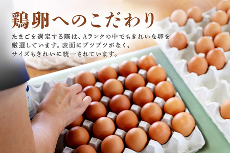 鶏卵60個（55個＋補償5個）入り化粧箱 【6ヶ月定期便】 鶏卵 60個 化粧箱入り 卵 生卵 60ヶ たまご タマゴ 玉子 国産 茨城県産 健康 美容 ご飯 すき焼き 目玉焼き 卵焼き 玉子焼き たまご焼き 創業40年以上の老舗・石川養鶏の新鮮で濃厚なたまご 16-D