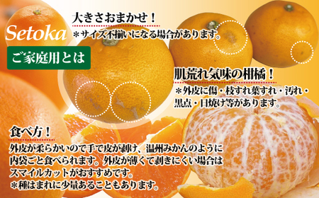 【2027年先行予約】訳あり せとか 2kg ご家庭用 【2027年2月末日以降発送予定】 みかん 愛媛 人気 サイズミックス 柑橘 伊予市｜B235