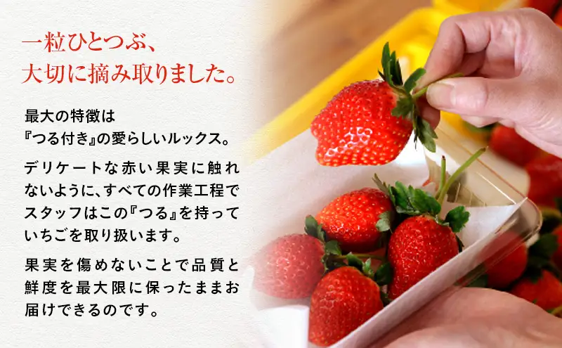 【訳あり】いちご とちあいか不揃い粒 2kg ※2027年5月～発送