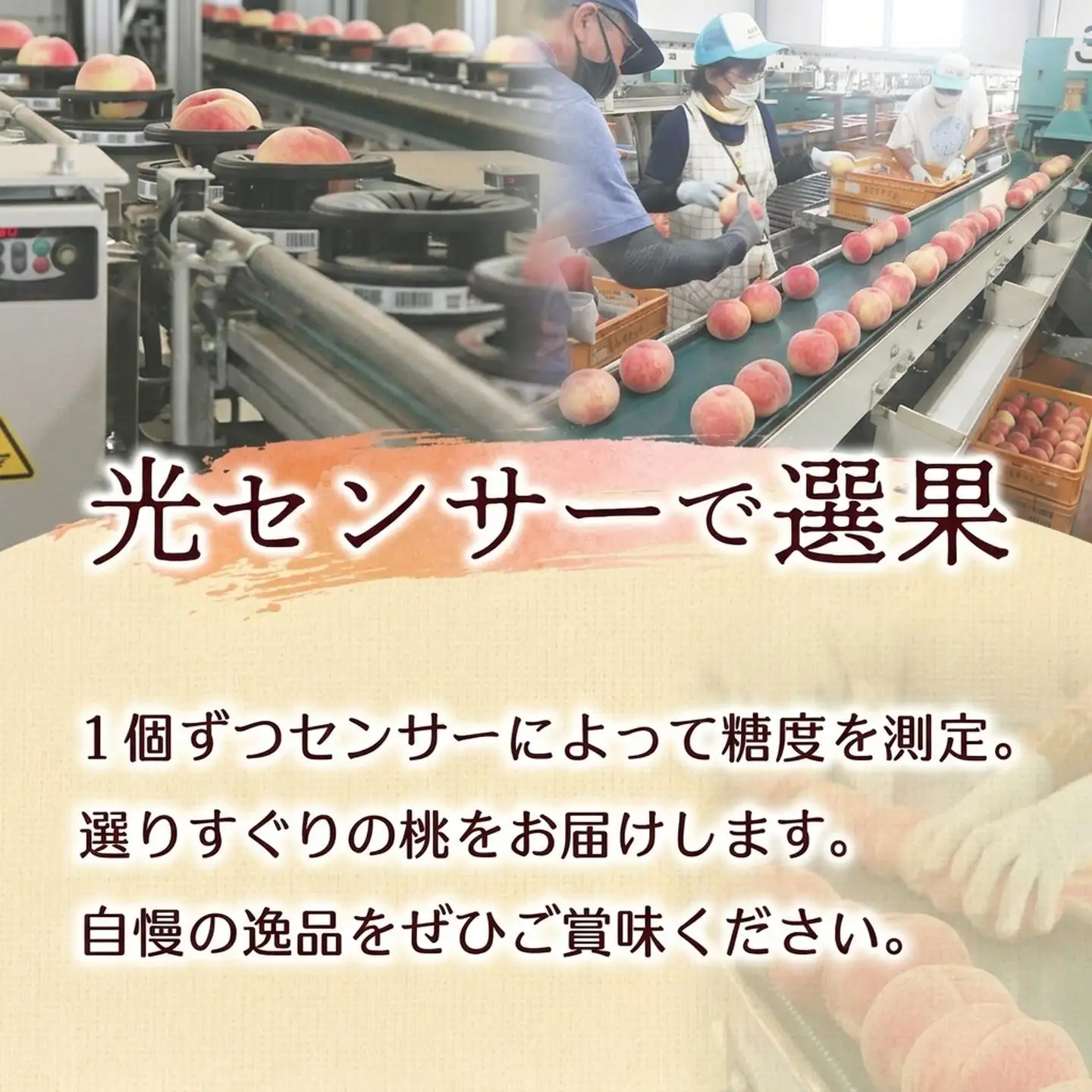 もも あかつき 約5kg 桃 【2027発送分】