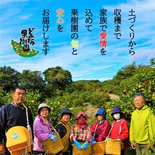 【先行予約】不知火(しらぬい)　約5kg(サイズおまかせ)/デコポンと同品種の春柑橘【配送不可地域：離島・北海道・沖縄県】【1484261】