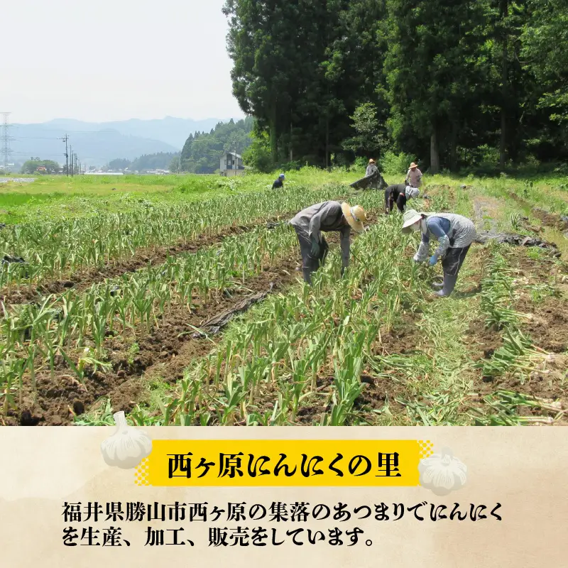 にんにく加工品セット 西ヶ原産 3点（味噌・パウダー・オイル） [A-017003]