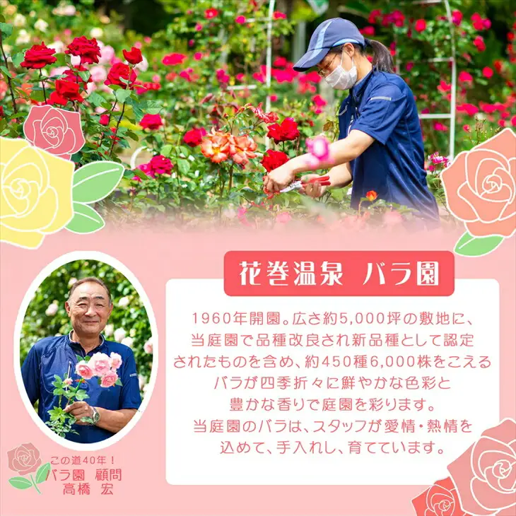 ＜園長セレクト♪＞花巻温泉バラ園で育った「バラ中苗」5号サイズ -園長におまかせ-【1856】-<2026年3月より発送>