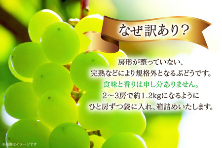 【2026年発送】 シャインマスカット 訳あり 2～3房 約1.2kg