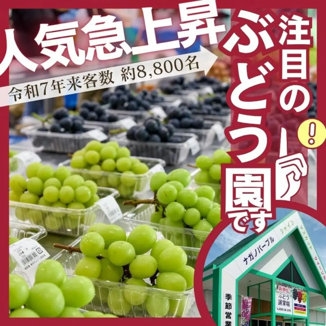 TK05　ぶどう3種セット プレミアムスリー（クイーンルージュ🄬／シャインマスカット／ナガノパープル）約1.5kg／2026年9月中旬頃～9月下旬配送予定 // 3種セット 長野県 南信州 種なし 皮ごと 食べ比べ 詰め合わせ 贈答 ギフト 新鮮 希少