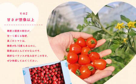 ミニトマト トマトベリー 約1.8kg｜坂本農園