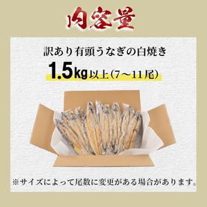 【訳あり】鹿児島県大隅産！楠田の極うなぎ白焼き 有頭1.5kg（約7尾～11尾） うなぎ 鰻 ウナギ 国産 鹿児島県産 九州産 白焼き 冷凍 うな重 ひつまぶし e7-014