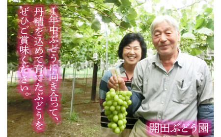 【2026年8月下旬より順次発送】巨峰 約3kg（7～10房）【茨城県共通返礼品/石岡市】(IT-13)