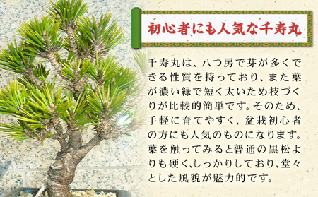 盆栽 千寿丸 1鉢 古城愛朋園 《90日以内に出荷予定(土日祝除く)》 岡山県 浅口市 送料無料 盆栽 ぼんさい 松