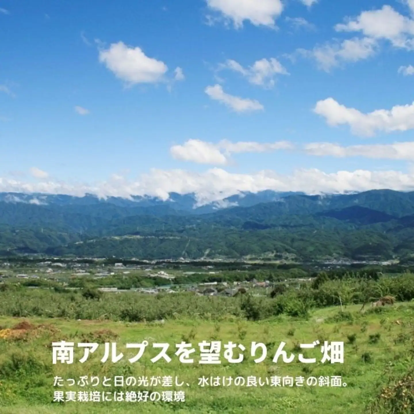 MW15 信州産 フルーツジュースセット（ふじ／桃／洋梨 500ml×3本）// 長野県 南信州 国産 ストレートジュース フジ  もも ピーチ 洋なし りんご リンゴ 果汁100％ 保存料不使用