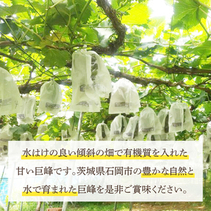 【2026年8月中旬より順次発送】巨峰 約1.5kg（ 種あり ）【茨城県共通返礼品/石岡市】（IU-7）