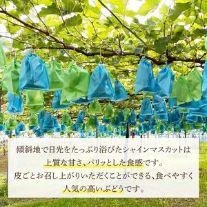 【2026年9月より順次発送】シャインマスカット 約1.5kg【茨城県共通返礼品/石岡市】（IU-8-1）