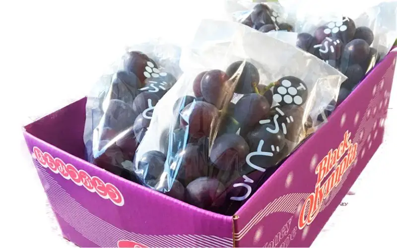 紀州有田産 ブラックオリンピア(ハチミツぶどう) 約2kg ※2026年8月中旬頃〜2026年9月上旬頃に順次発送に順次発送予定 / ぶどう ブドウ 葡萄 フルーツ 果物 くだもの【uot005】
