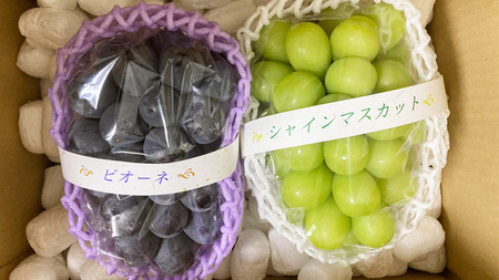 【定期便】ぶどう 品種ランダム2房セット【2026年8月から3か月連続で発送】（茨城県共通返礼品 [ぶどう]：結城市産）